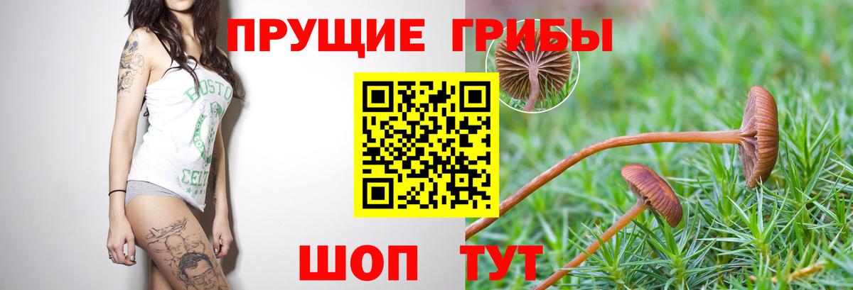 Галлюциногенные грибы Cubensis Кызыл